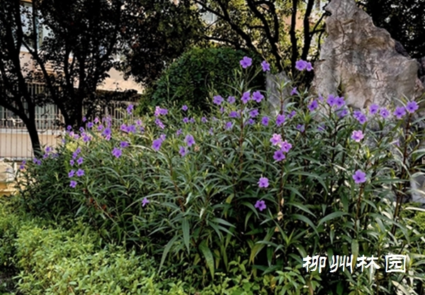 【柳侯公园】藏在夏日浪漫——芦莉草绚丽绽