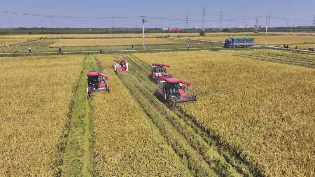 又是一年丰收季 全省秋收已过八成