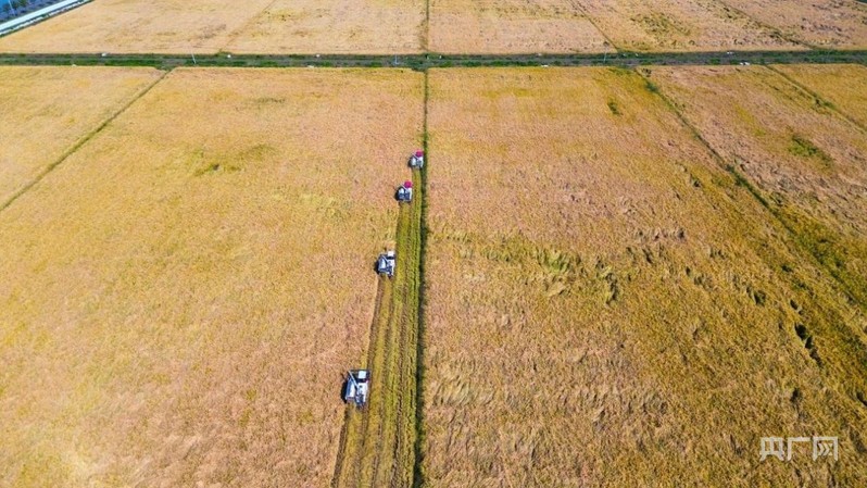 肥西：秋收秋种正当时探访田间地头的好“丰